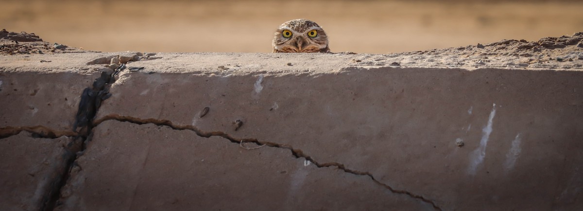 Burrowing Owl - ML611768442