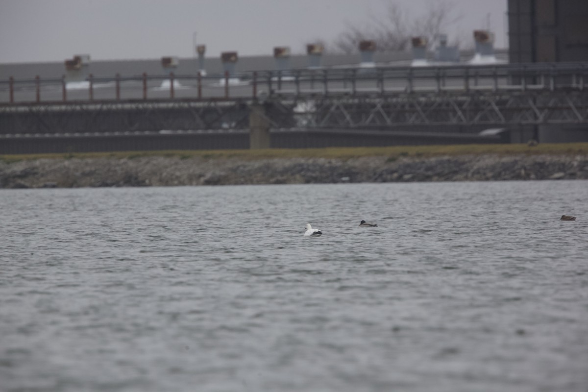 Ross's Goose - ML611768450