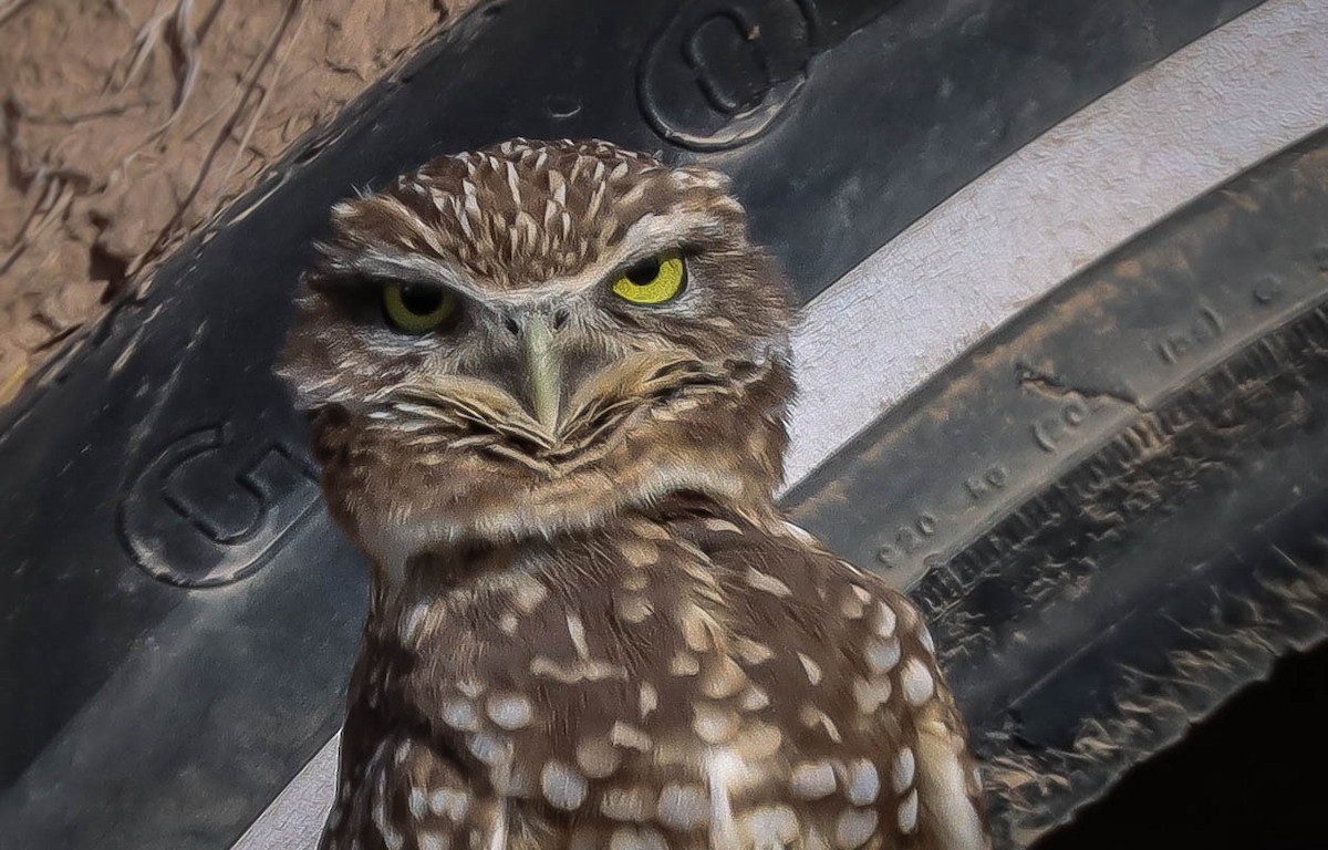 Burrowing Owl - ML611768468