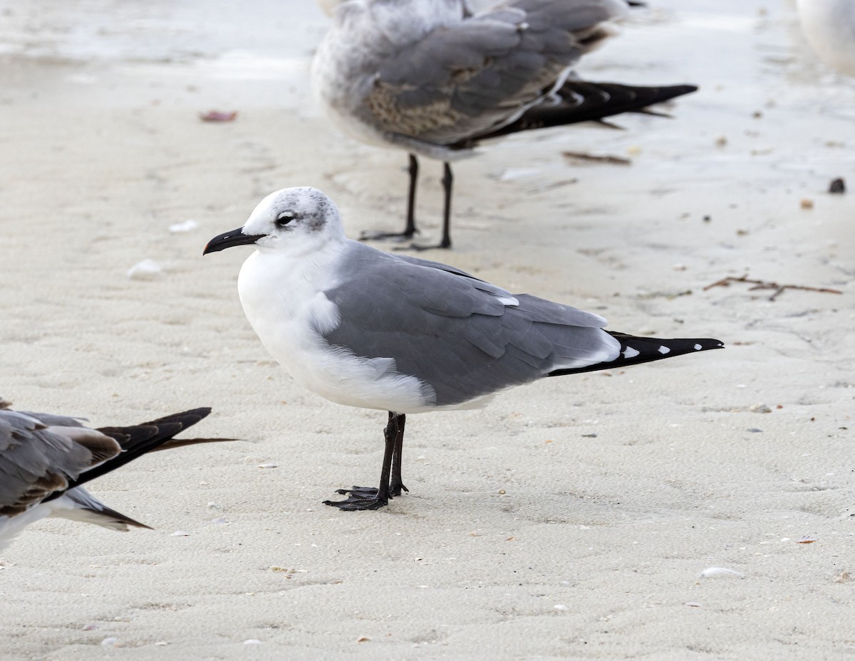 Mouette atricille - ML611768541