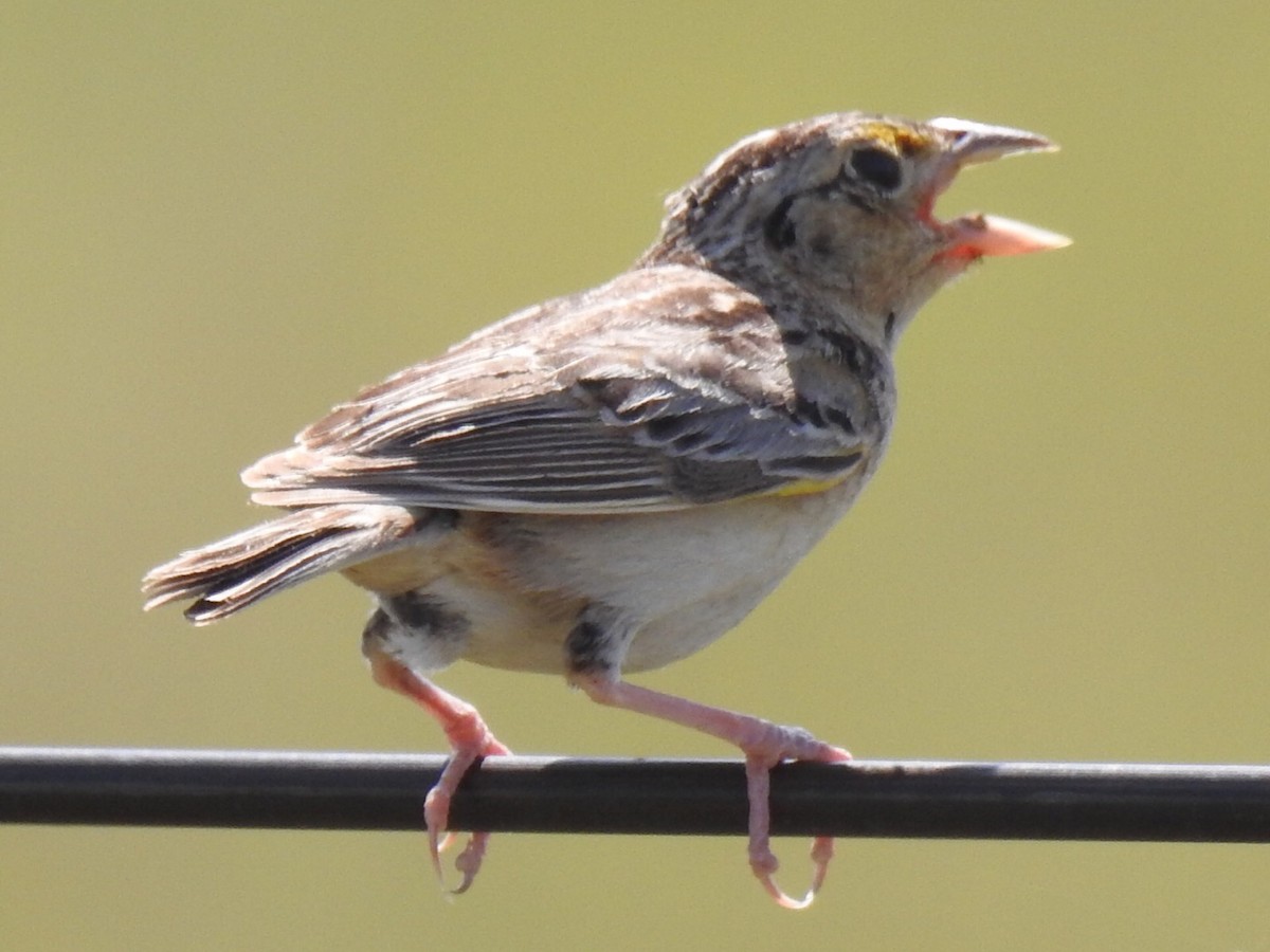 Grasshopper Sparrow - ML61176861