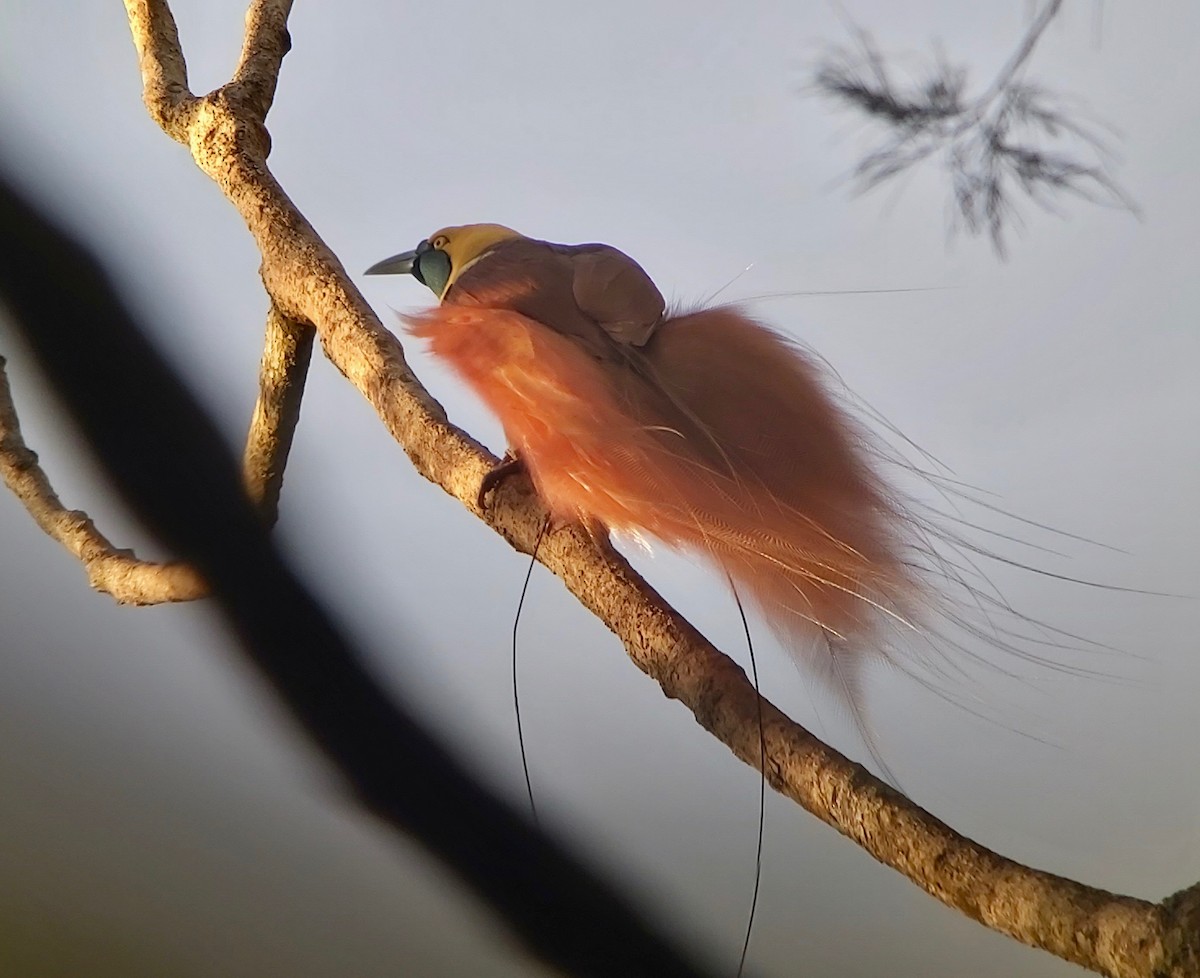 アカカザリフウチョウ - ML611768611