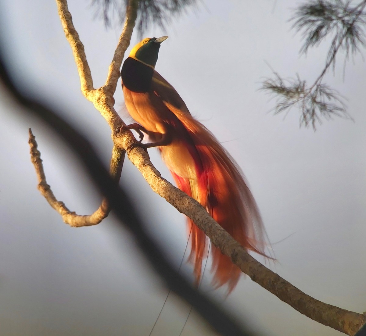 アカカザリフウチョウ - ML611768612