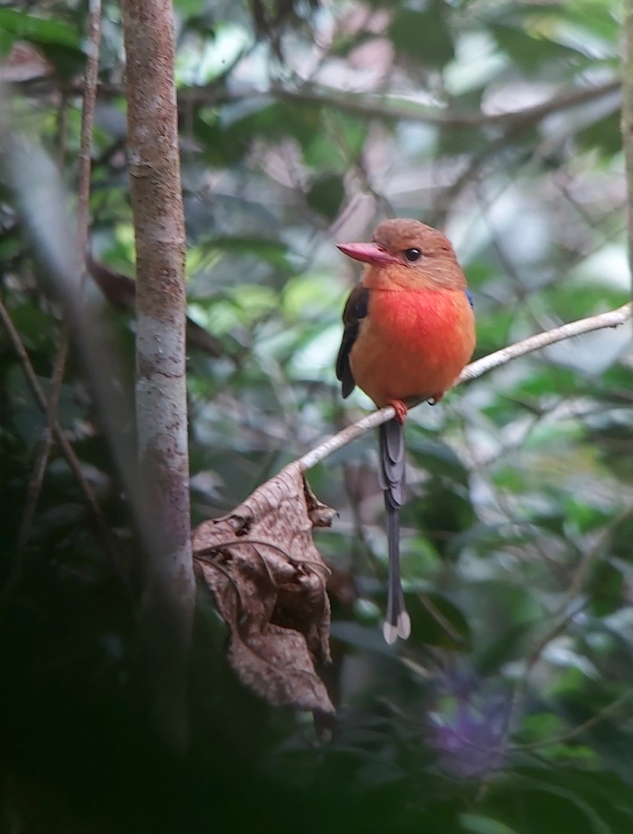 Brown-headed Paradise-Kingfisher - ML611768651