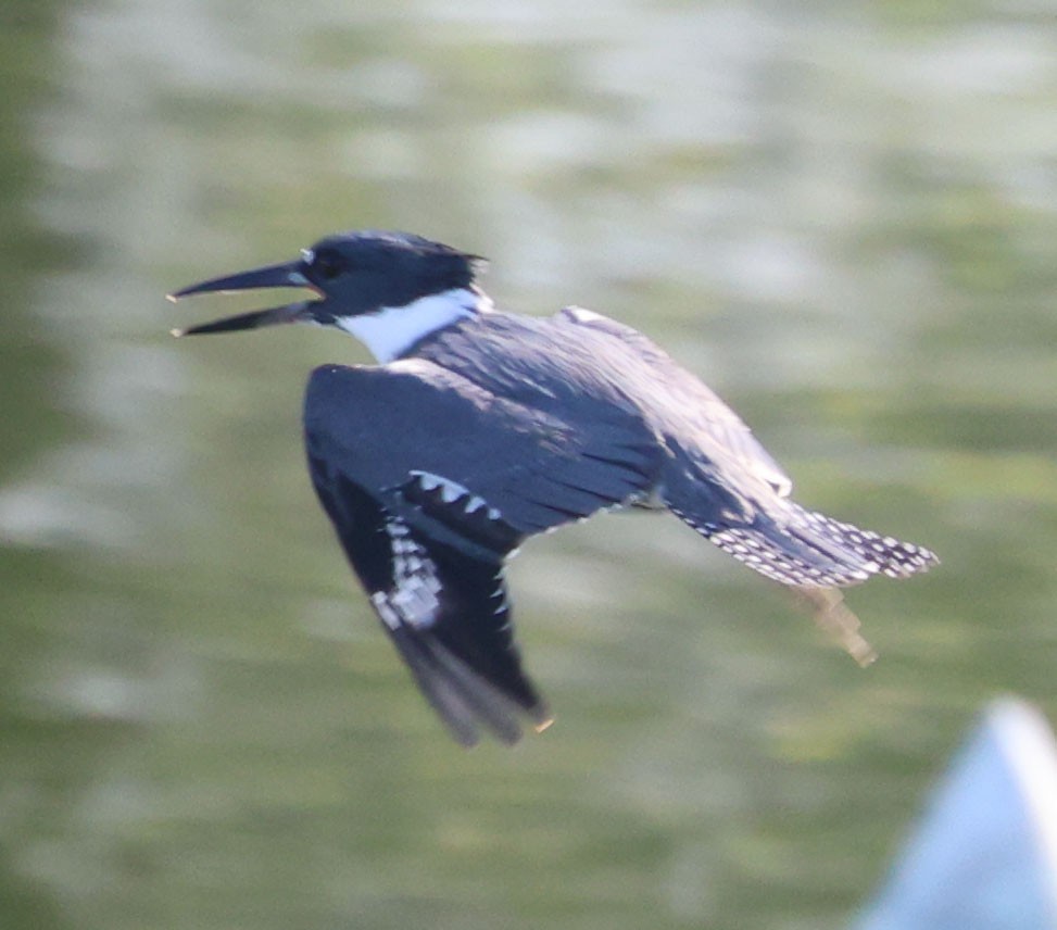 Belted Kingfisher - ML611768652