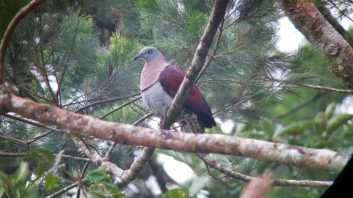 Zoe's Imperial-Pigeon - ML611768665