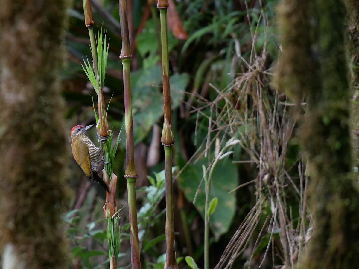 Bar-bellied Woodpecker - ML611768724