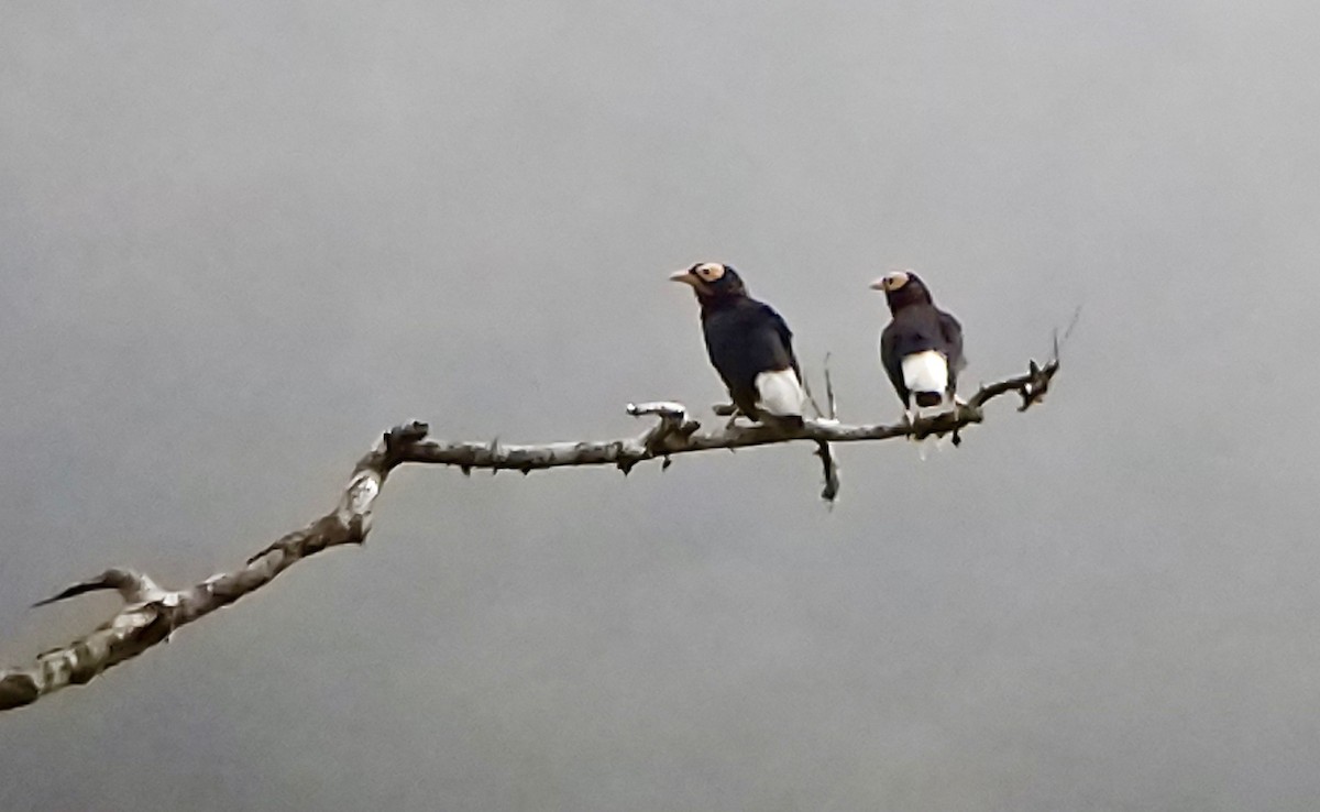 Yellow-faced Myna - Jay VanderGaast