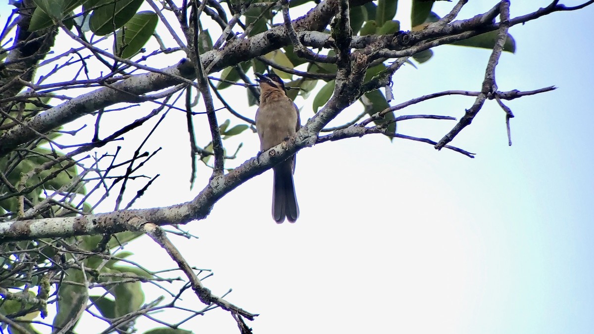 Dwarf Koel - ML611768872