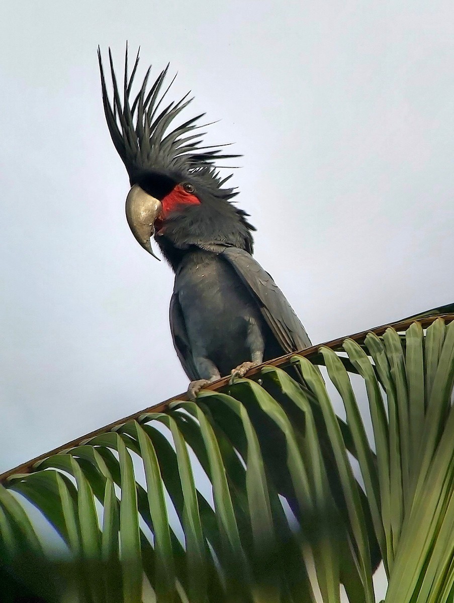 Palm Cockatoo - ML611768908