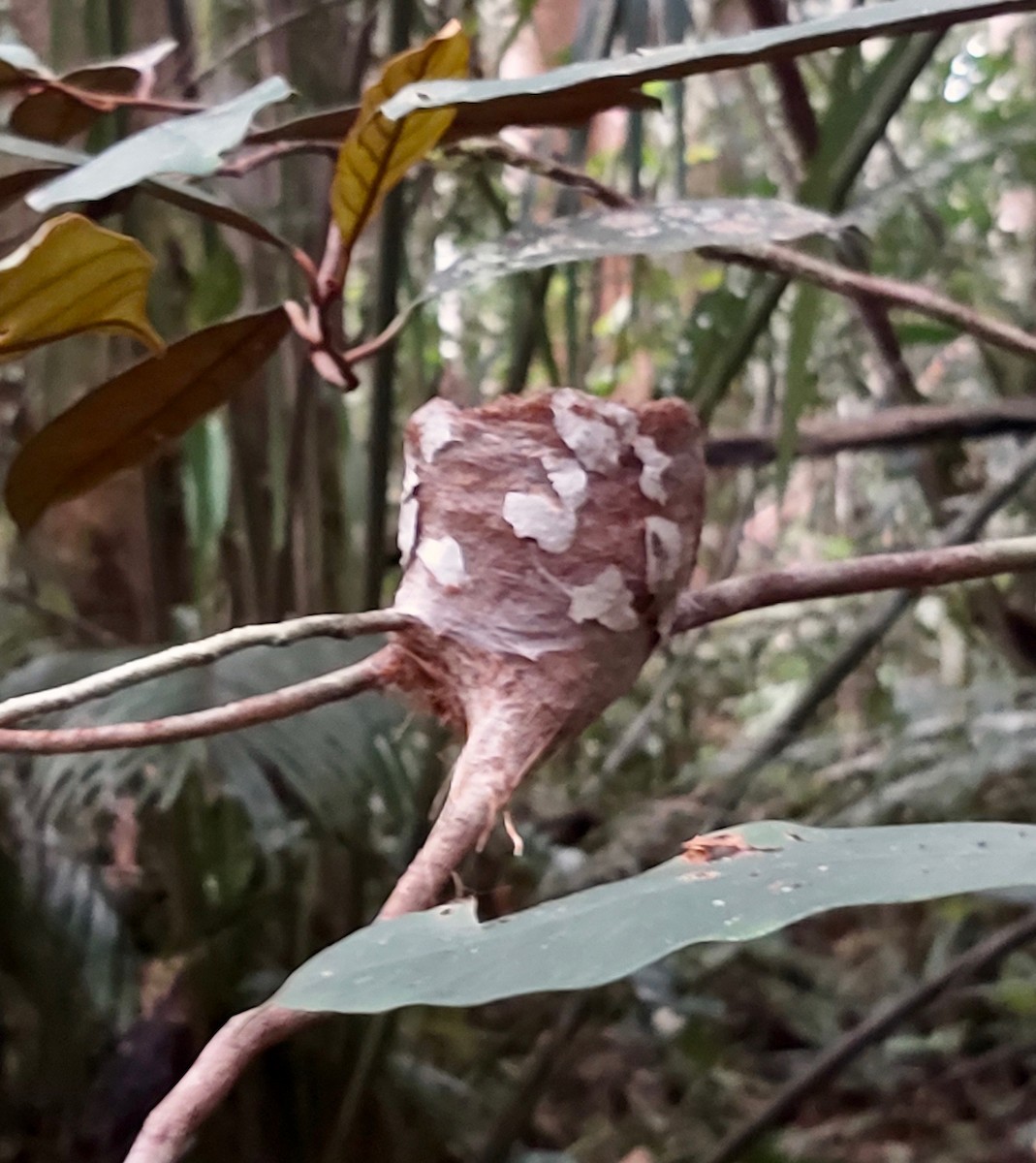 Black Berrypecker - Jay VanderGaast