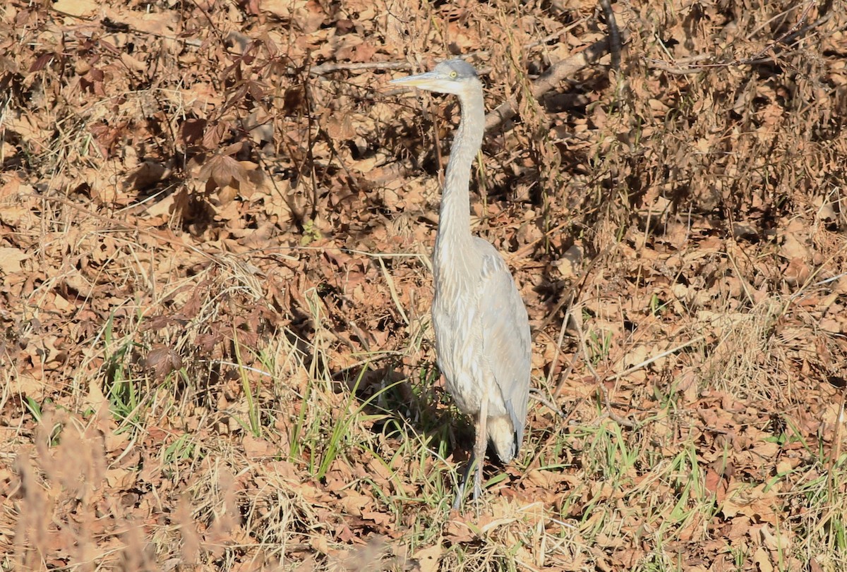 Great Blue Heron - ML611768920