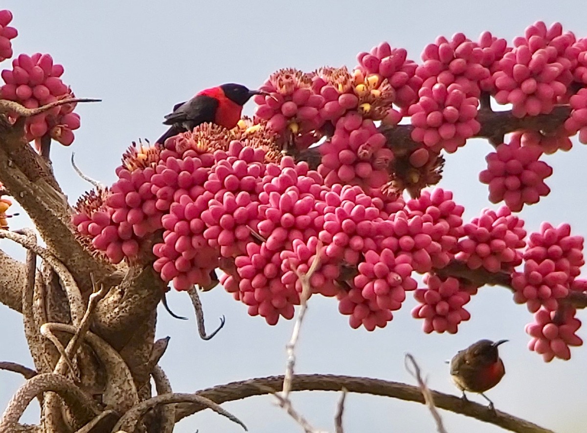 Red-collared Myzomela - Jay VanderGaast