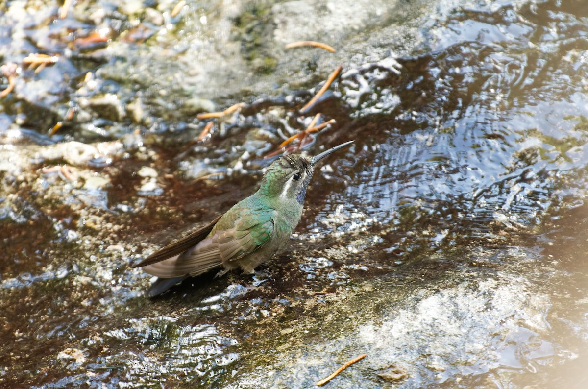 kolibřík blankytohrdlý - ML611769054
