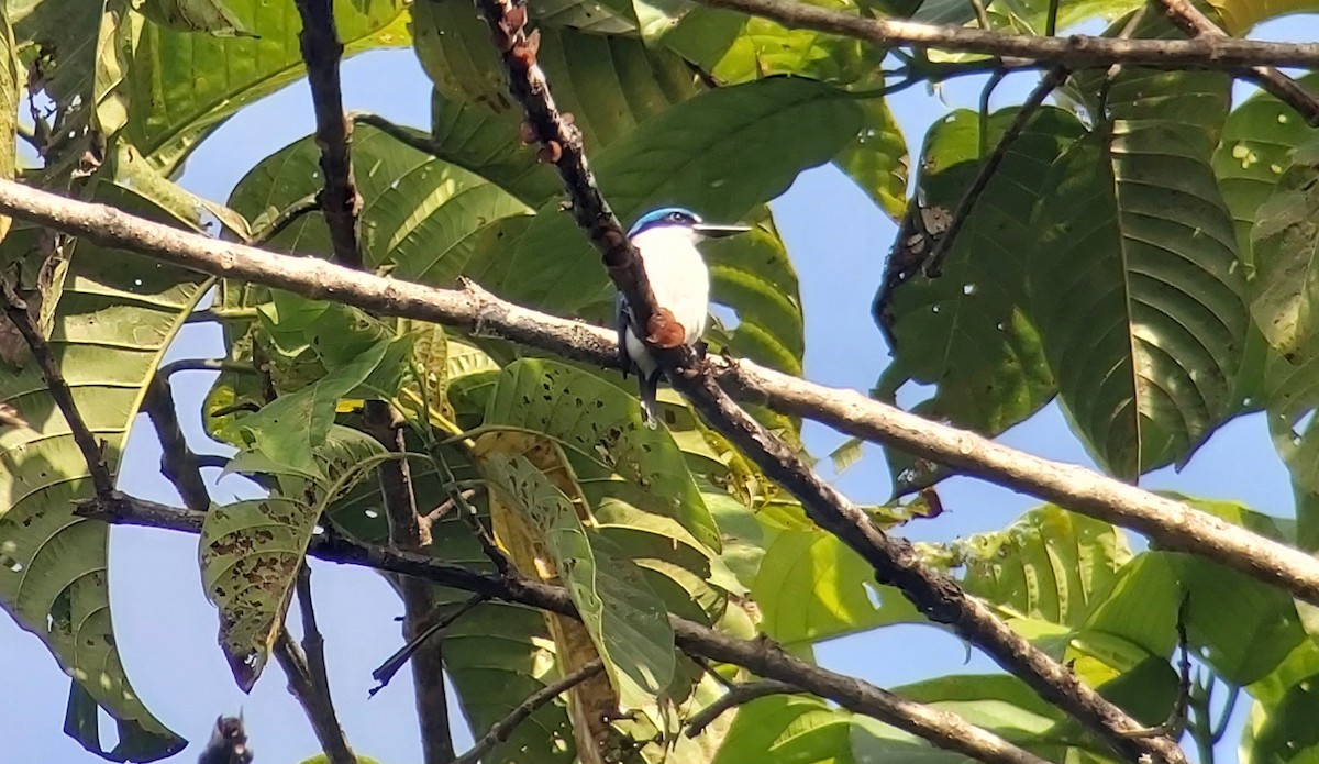 New Britain Kingfisher - Jay VanderGaast