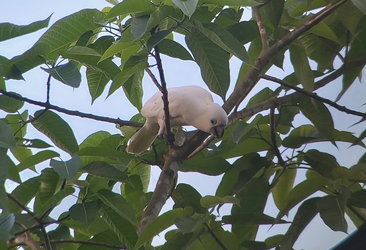 Blue-eyed Cockatoo - ML611769081