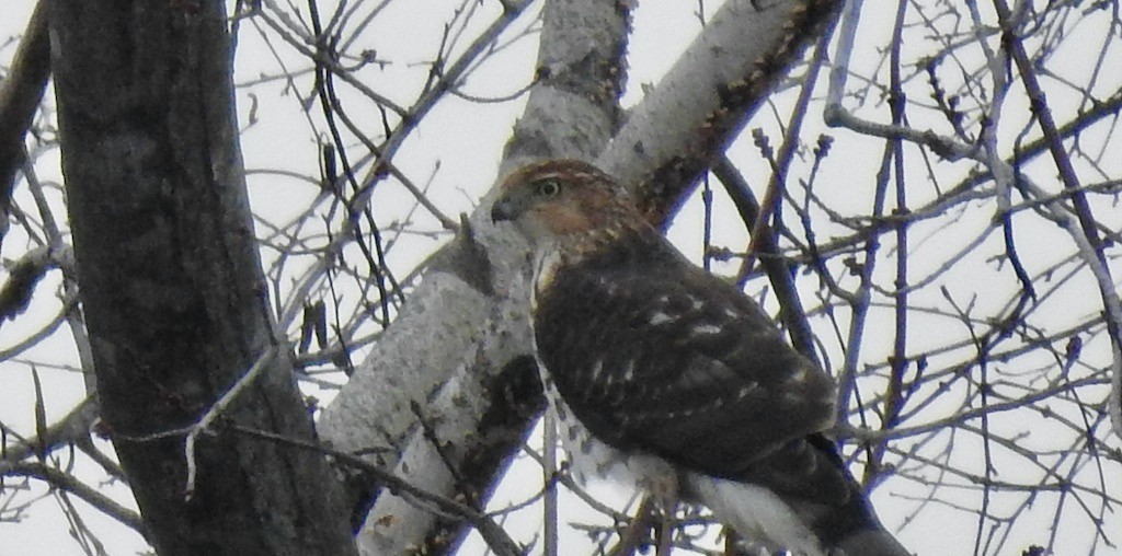 Cooper's Hawk - ML611769145