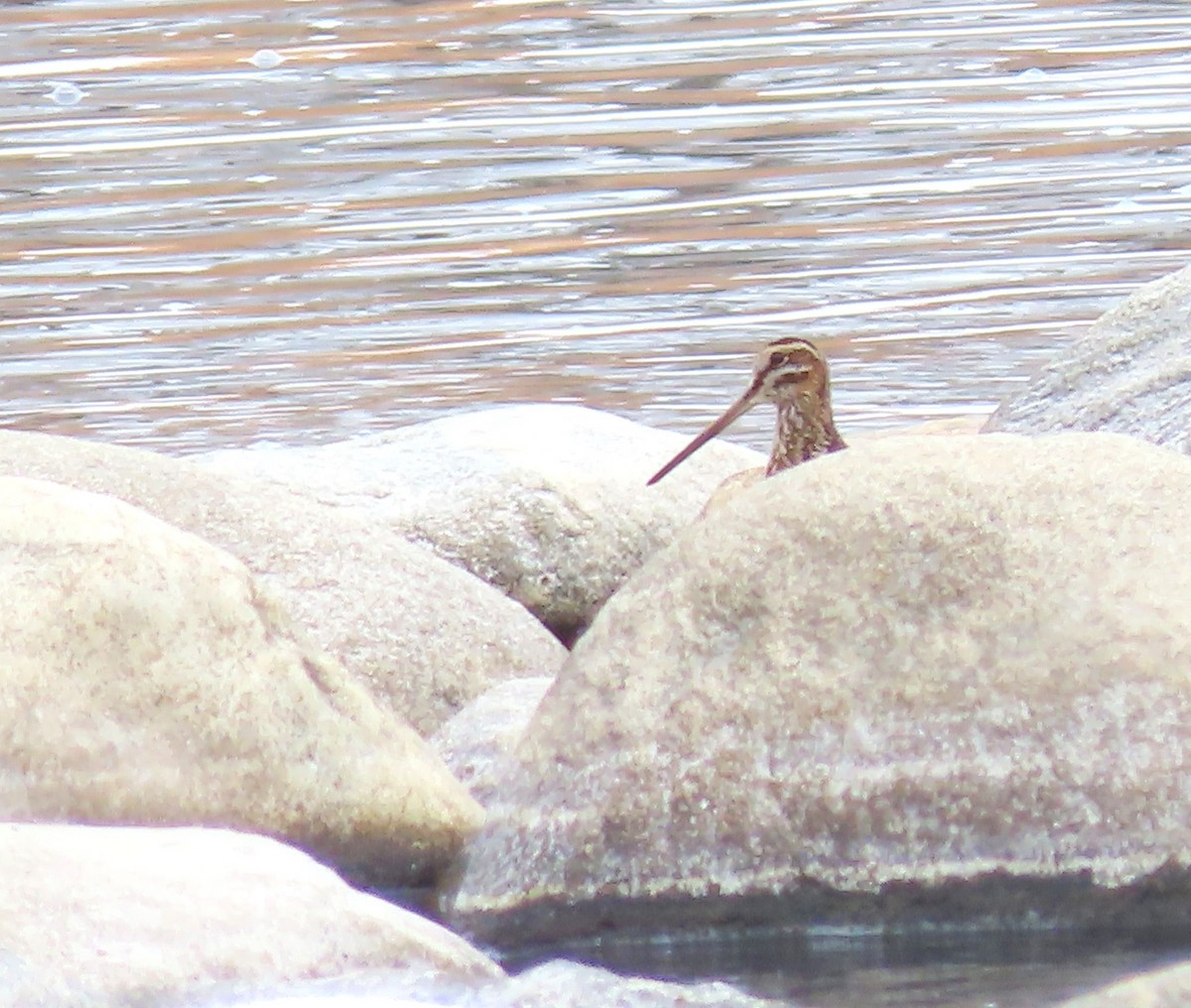 Wilson's Snipe - Lori Zabel