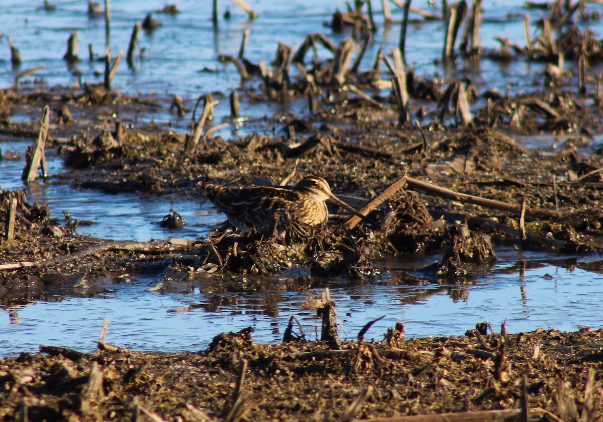 Wilson's Snipe - ML611769266