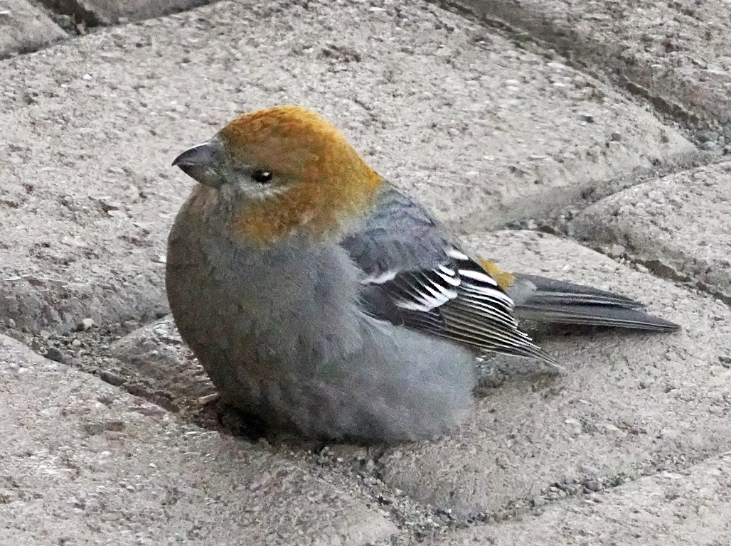 ギンザンマシコ - ML611769424