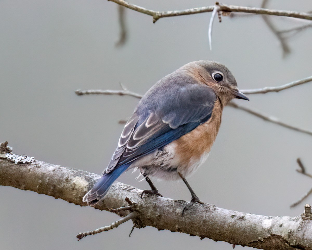 Eastern Bluebird - ML611769443