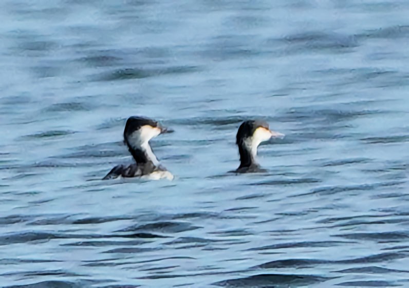 Horned Grebe - ML611769452