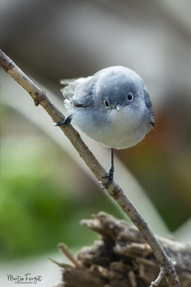 Blue-gray Gnatcatcher - ML611769489