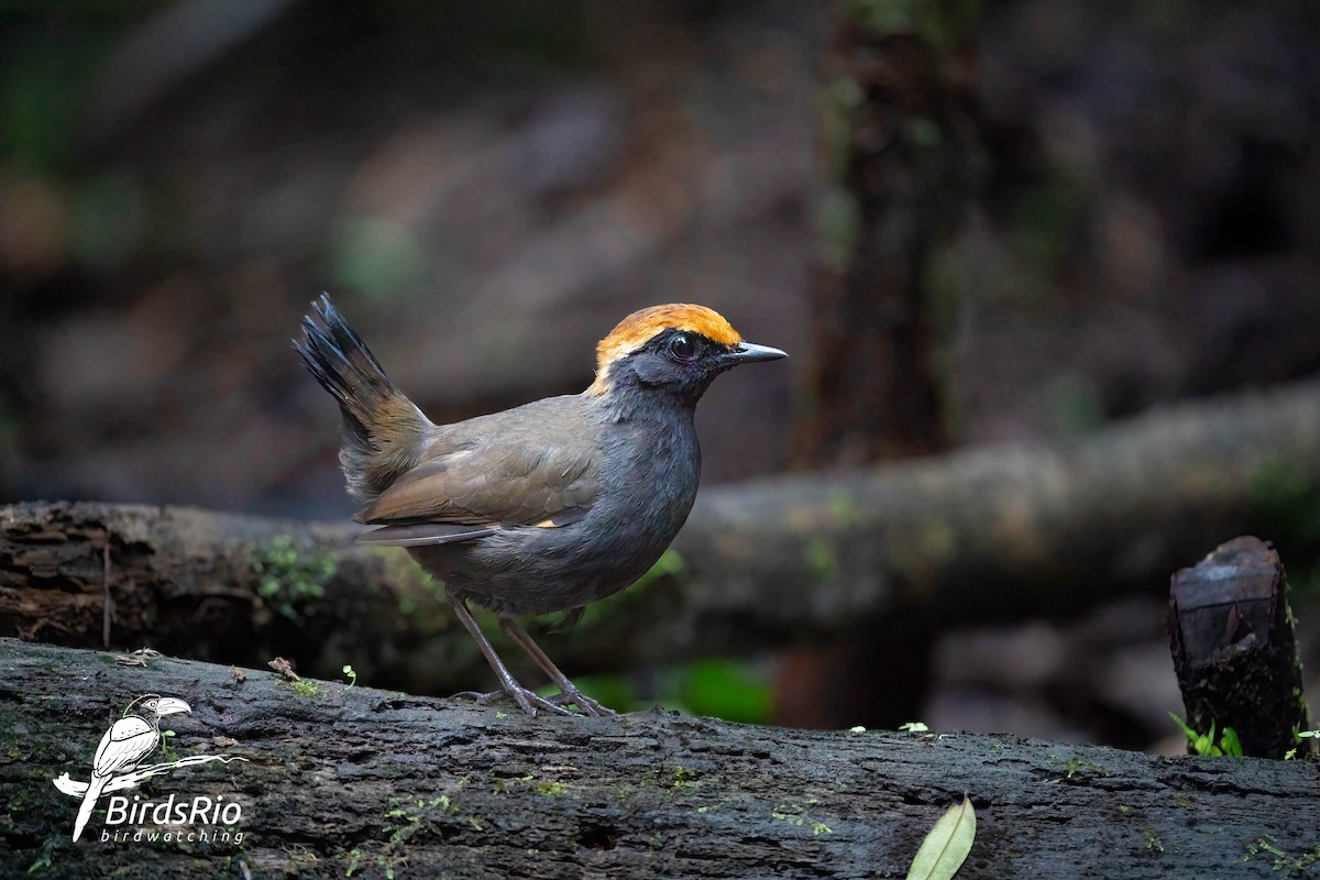 Rufous-capped Antthrush - Hudson - BirdsRio