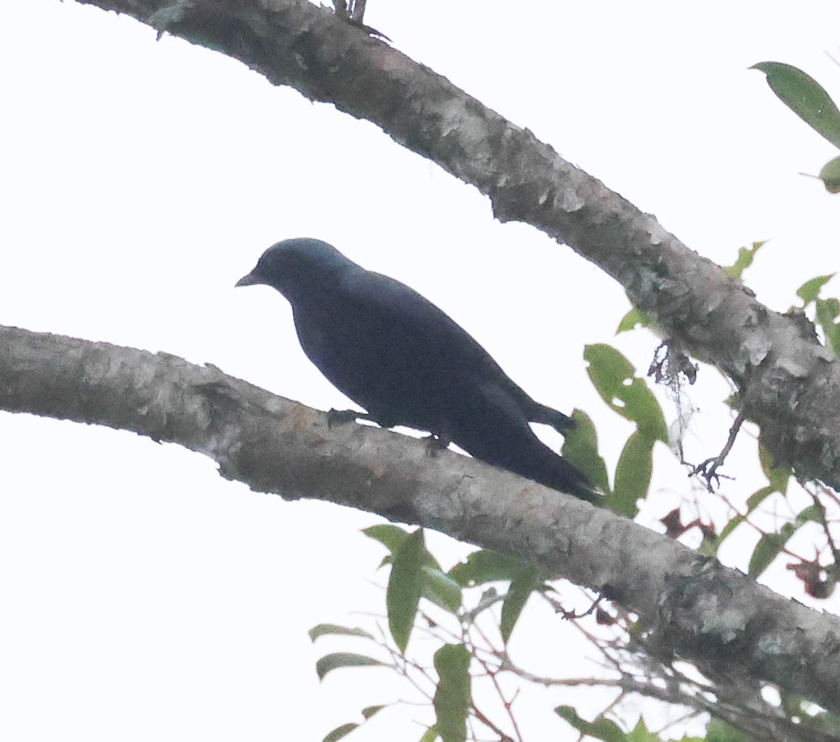 Black-bellied Cicadabird - ML611769702