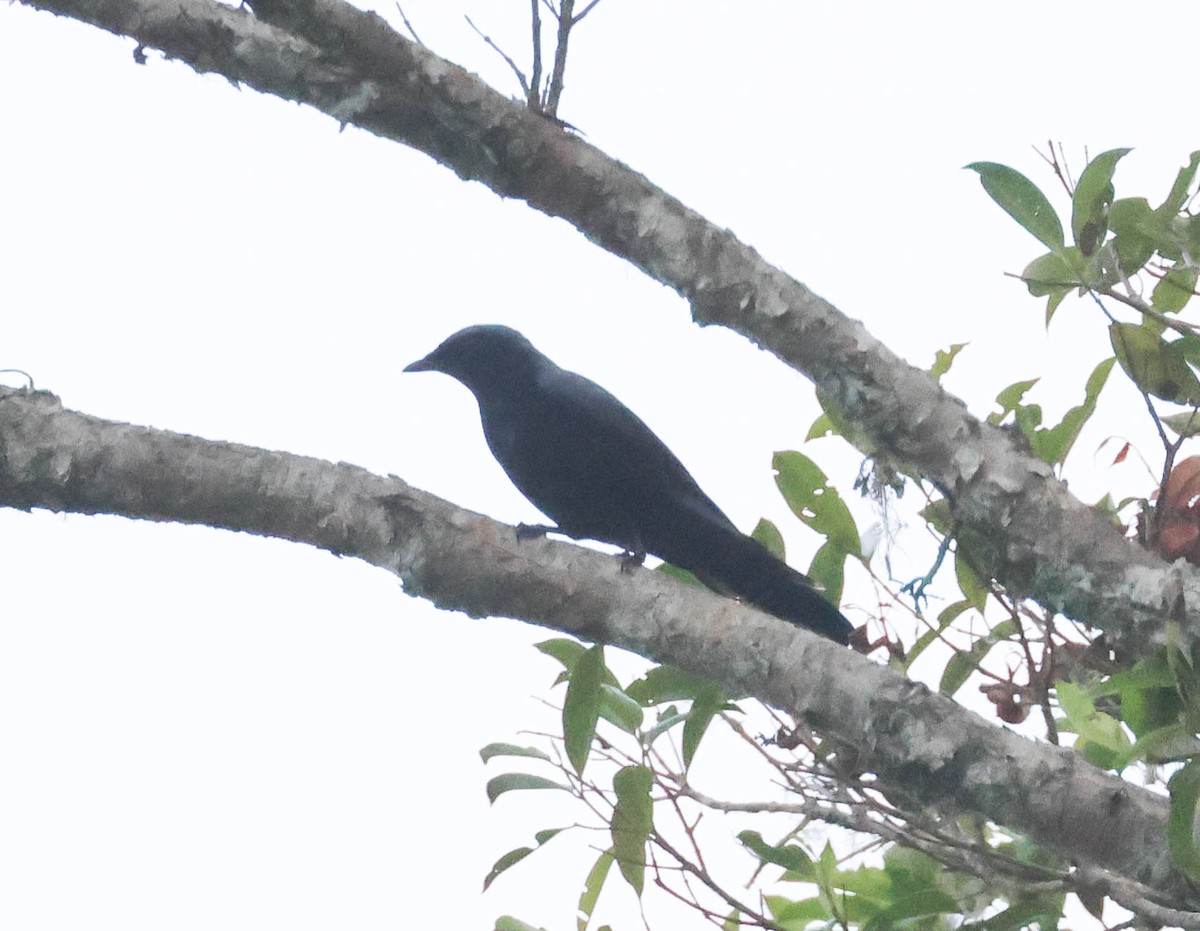 Black-bellied Cicadabird - ML611769703