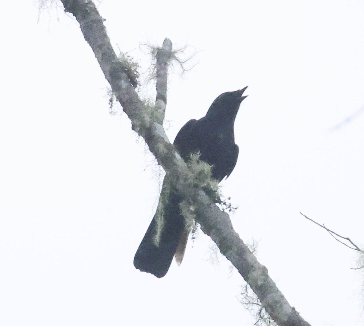 Black-bellied Cicadabird - ML611769704