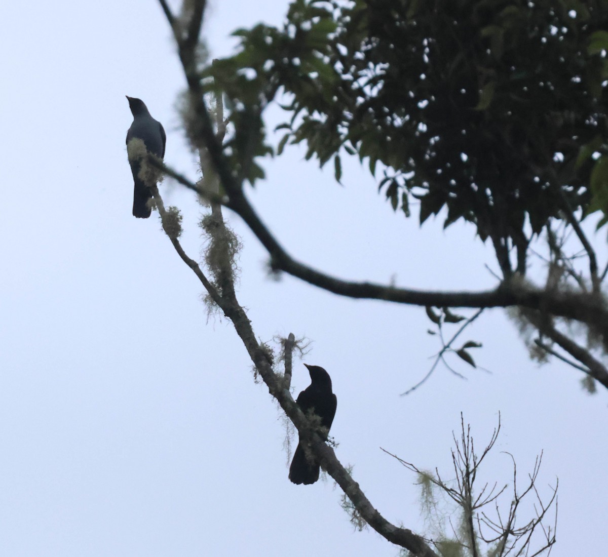 Black-bellied Cicadabird - ML611769706