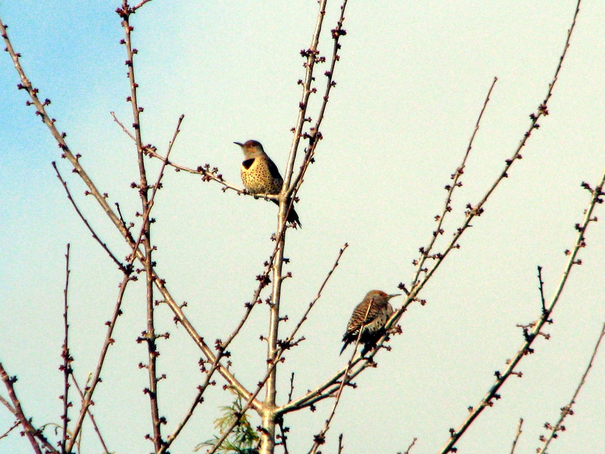 Northern Flicker - ML611769723