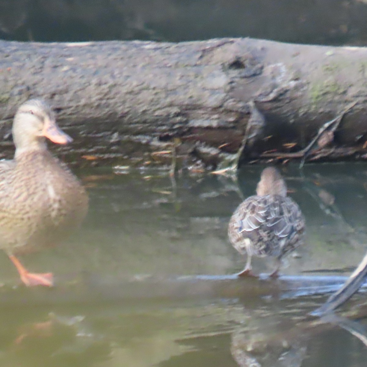 Green-winged Teal - ML611769771