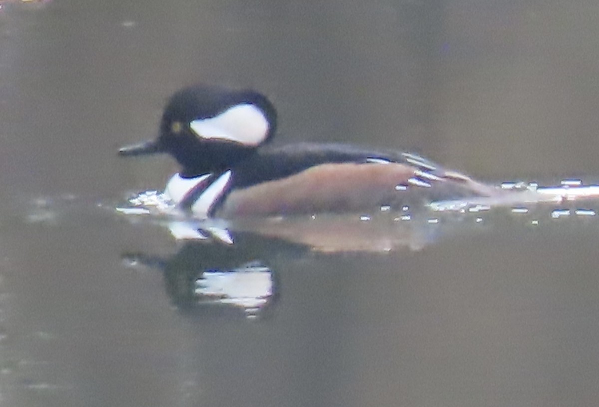 Hooded Merganser - ML611769783