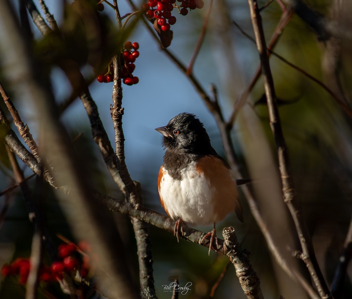 Eastern Towhee - ML611769784