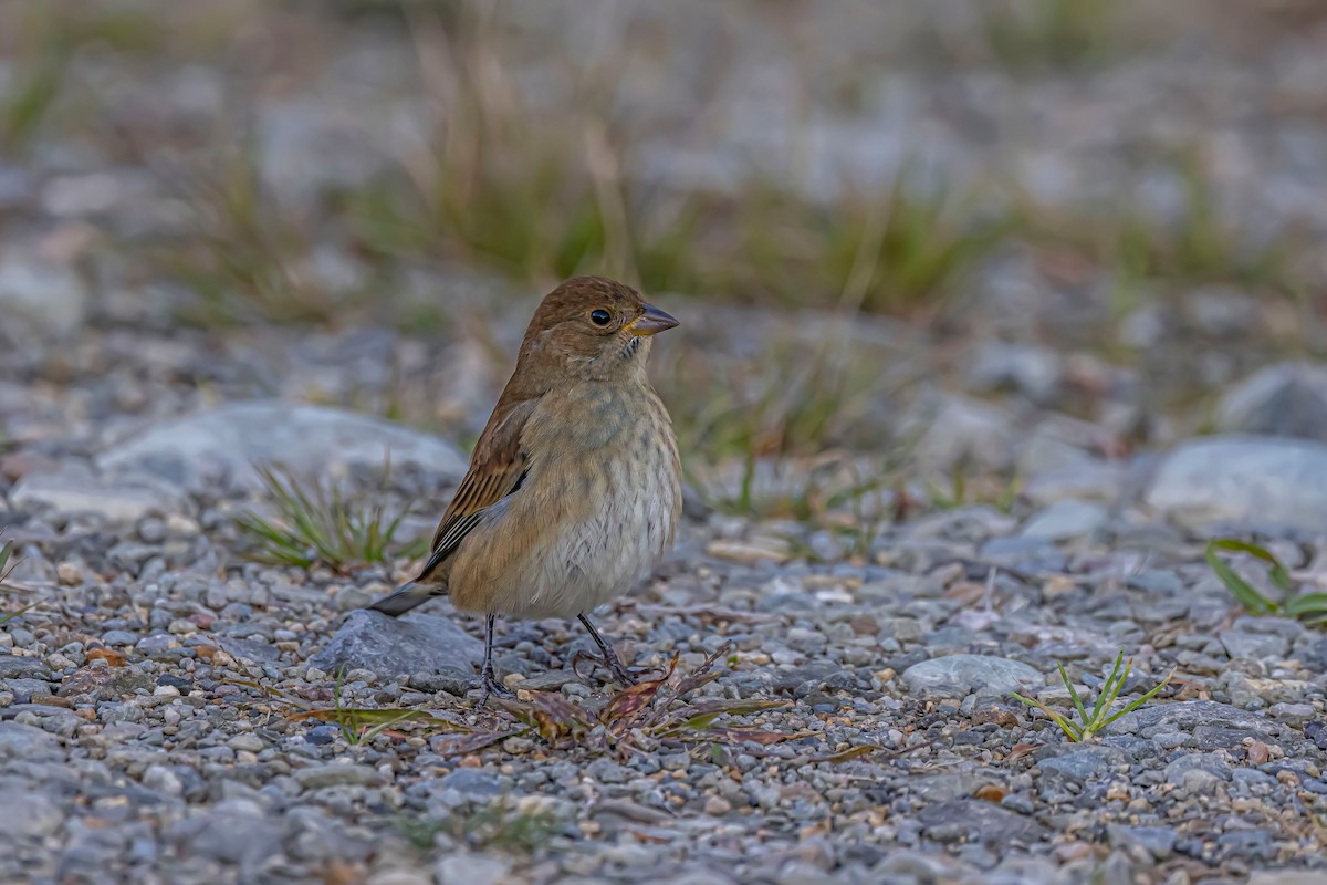 Indigo Bunting - ML611770107