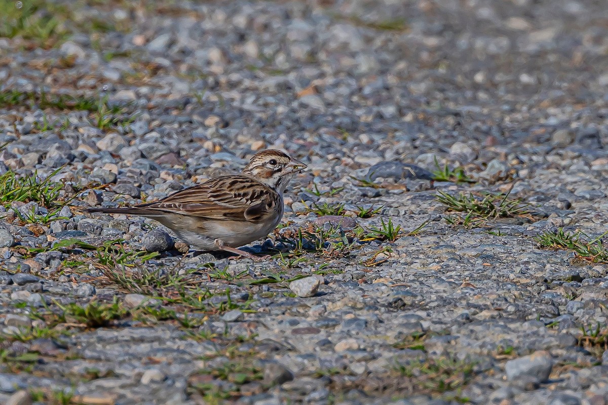 Lark Sparrow - ML611770158