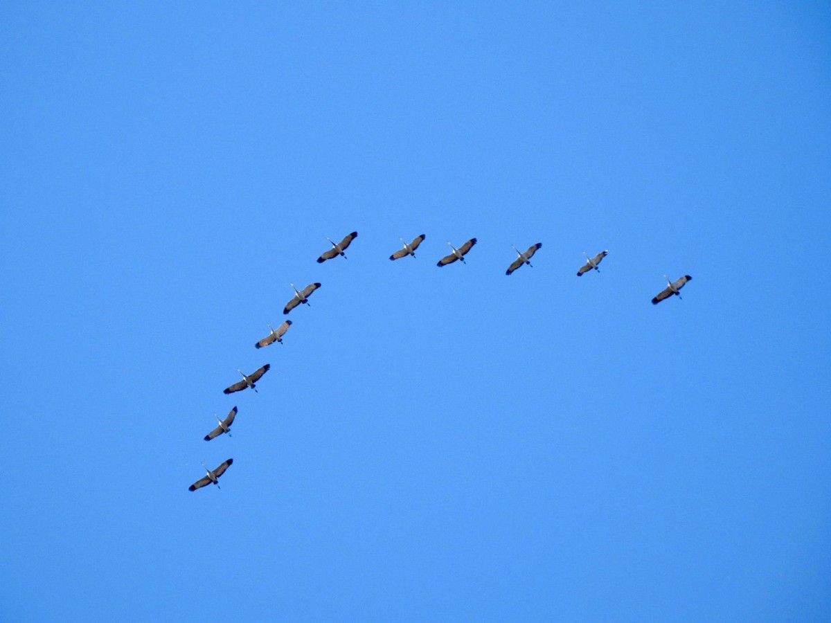 Sandhill Crane - Christopher Daniels