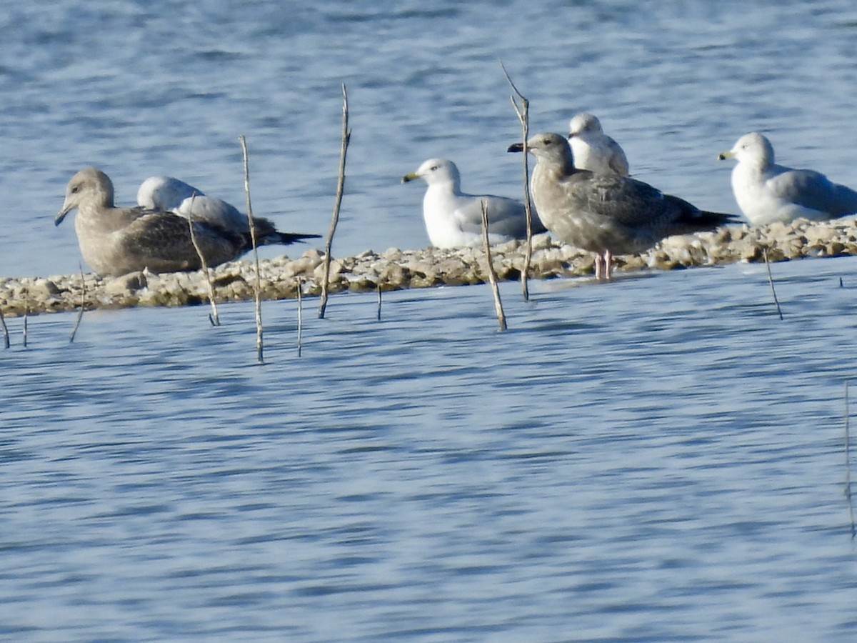 Herring Gull - Christopher Daniels