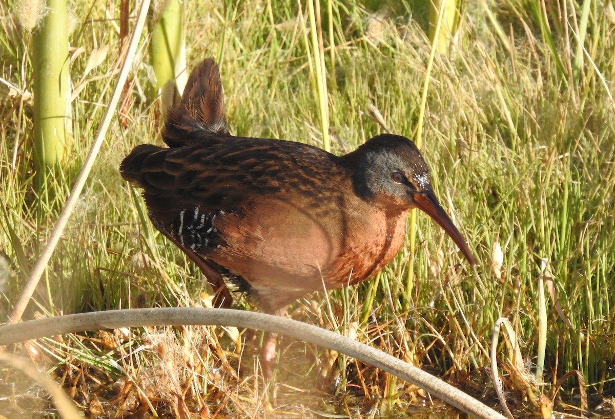 Virginia Rail - ML611770255