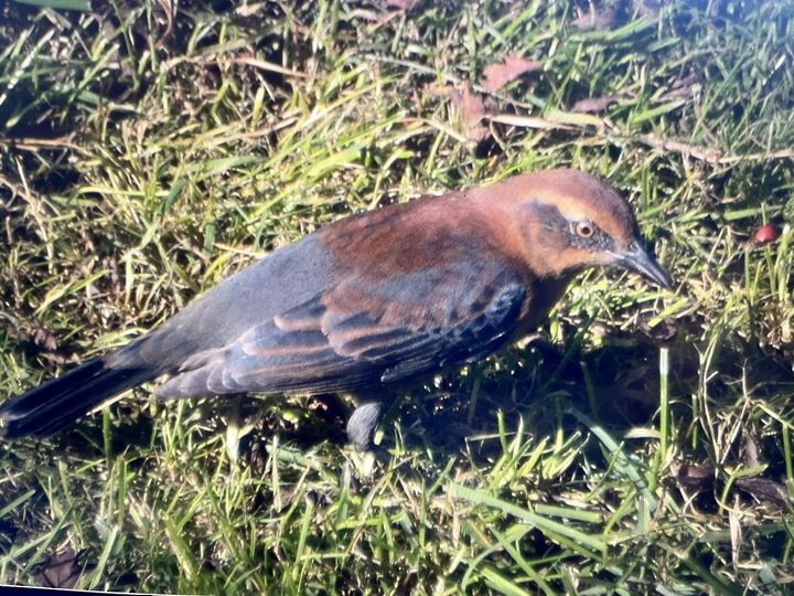 Rusty Blackbird - ML611770257