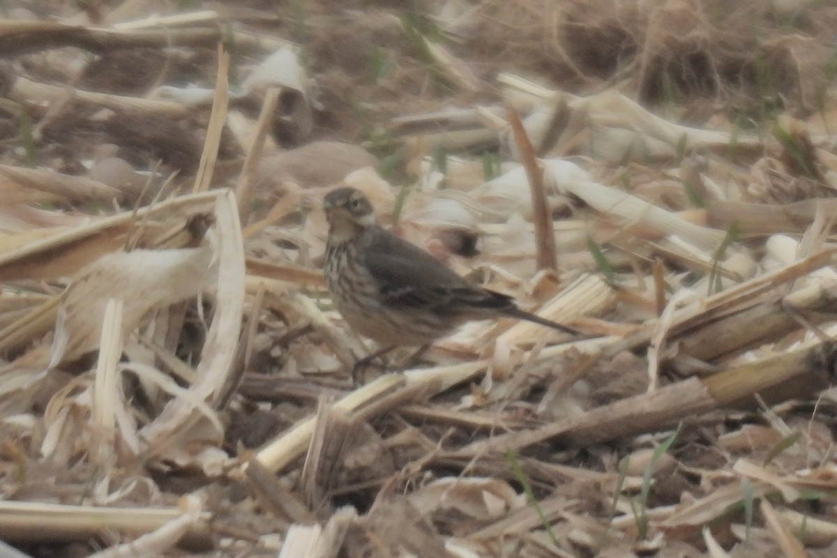 American Pipit - ML611770289