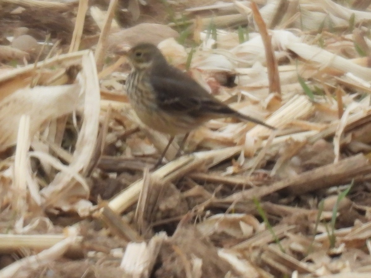 American Pipit - ML611770290