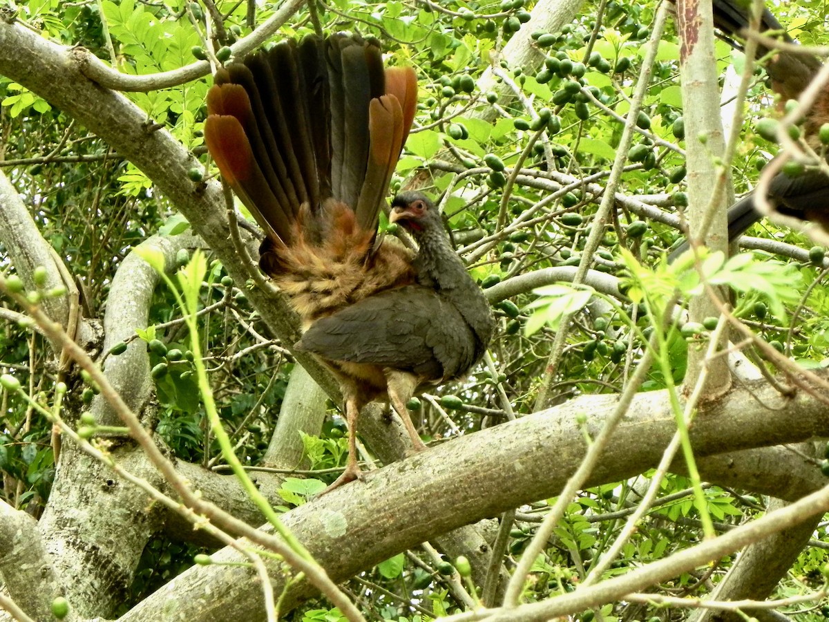 Chachalaca Charata - ML611770364