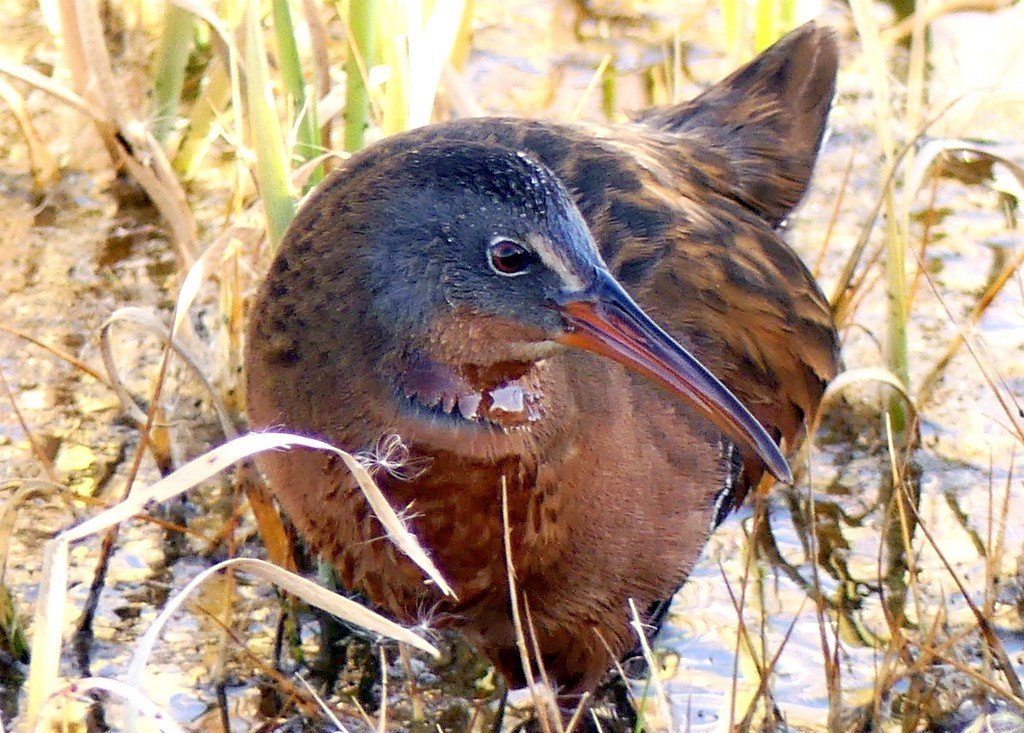 Virginia Rail - ML611770404