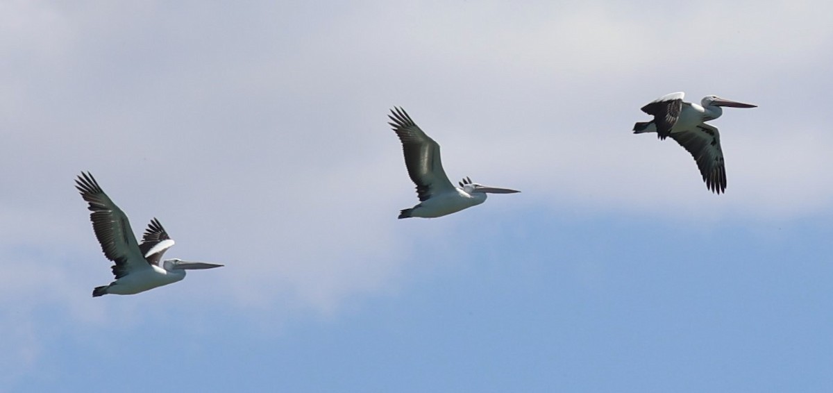 Australian Pelican - ML611770442