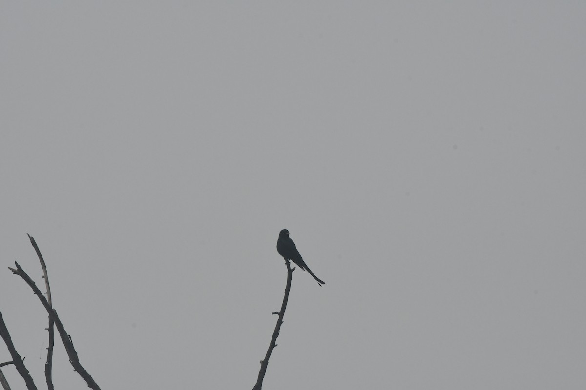 Black Drongo - Pratibha Singh