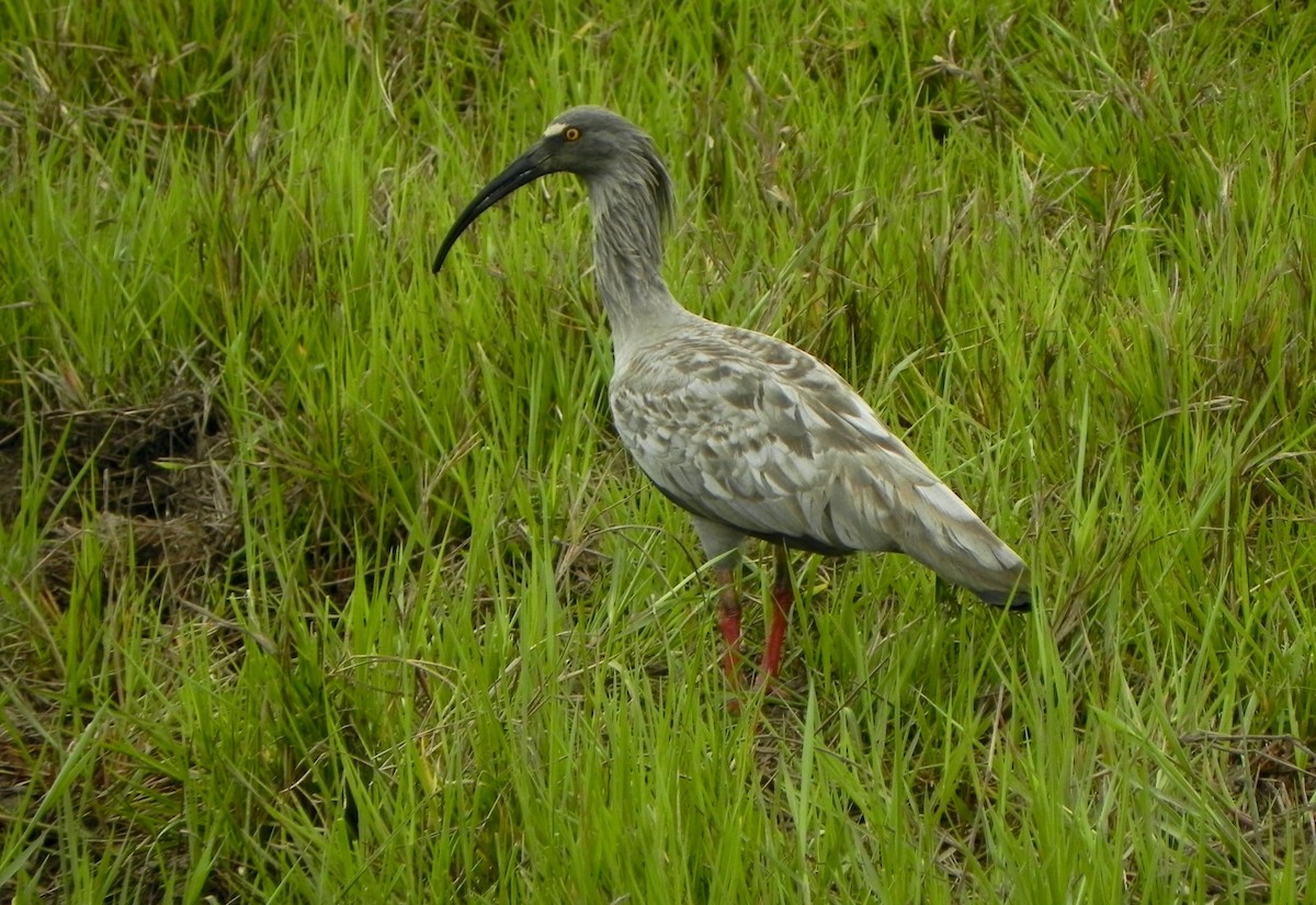 ibis běločelý - ML611770494