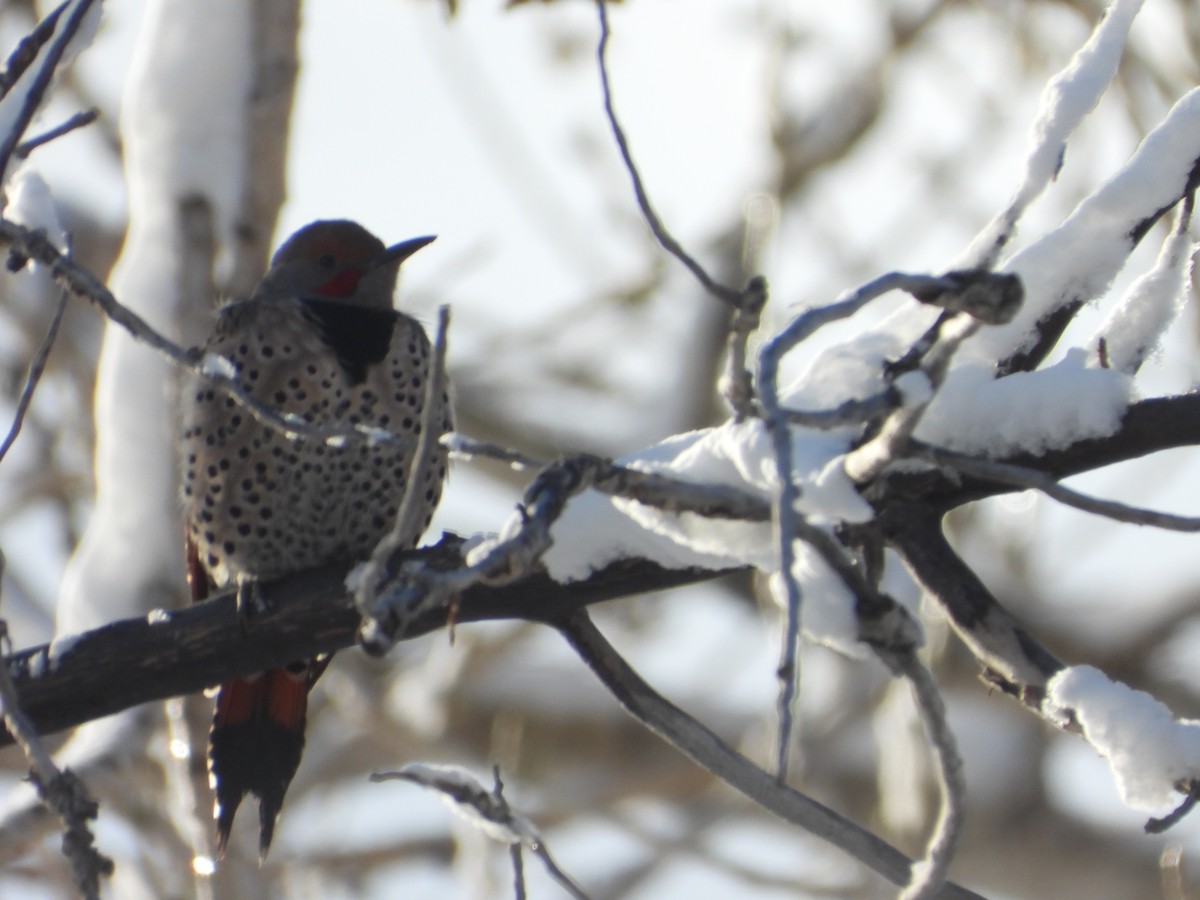 Northern Flicker (Red-shafted) - ML611770600